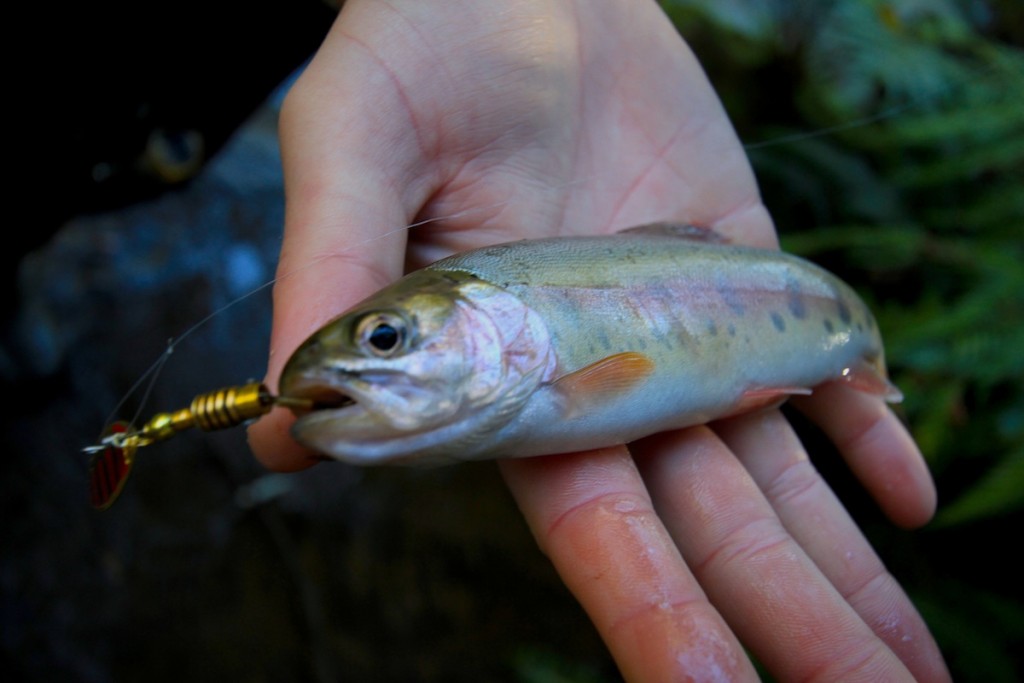 Trekking-for-Trout-Lure-Addicts-6