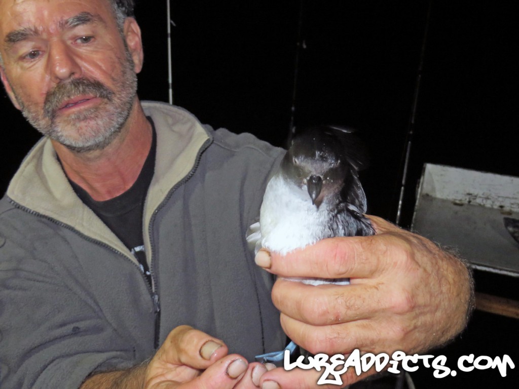 Ultimate-Kayak-Fishing-Trip-NZ-Day2-9-Lure-Addicts