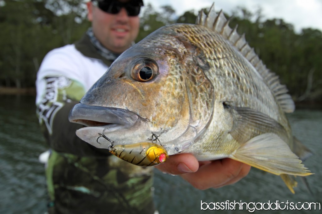 Basin-Bashin-Lure-Addicts-6